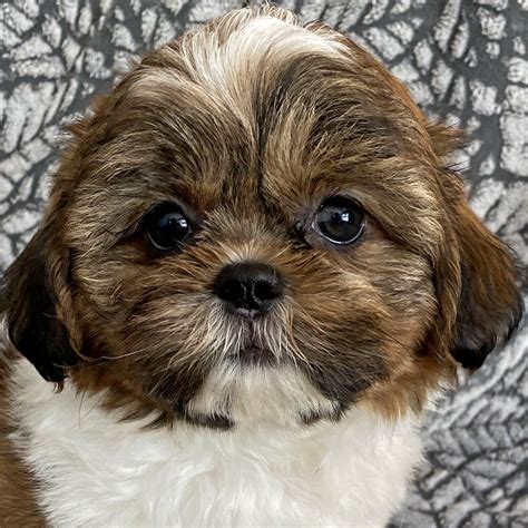 shih tzu puppies for sale|shih tzu puppies for sale near me $350.